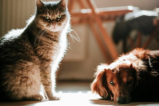 Scopriamo la forza dei fermenti lattici per la salute di cani e gatti Scopriamo la forza dei fermenti lattici per la salute di cani e gatti