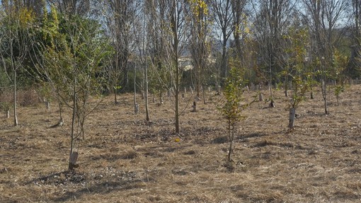 Caldo killer e siccità nel Torinese: è strage di giovani alberi piantati coi fondi PNRR