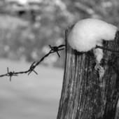 Giornata della Memoria, ecco tutti gli appuntamenti a Venaria Reale Giornata della Memoria, ecco tutti gli appuntamenti a Venaria Reale