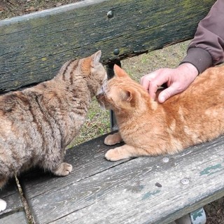 Erano 16 i gatti ospitati all'interno della casa popolare