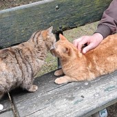 Erano 16 i gatti ospitati all'interno della casa popolare