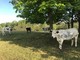 Da Grugliasco a Mirafiori: mucche al pascolo nel Parco Piemonte prima di raggiungere i monti [FOTO]