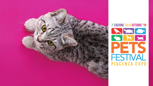 I gatti più belli in mostra a Petsfestival
