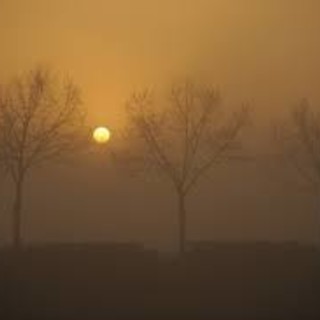sole e nebbia con alberi
