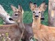 Belluno, liberati tre cuccioli di capriolo diventati fratelli dopo le cure