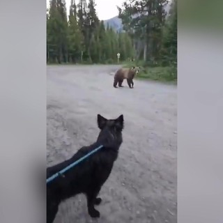 Inseguita da un orso grizzly, escursionista mantiene il sangue freddo e si salva Inseguita da un orso grizzly, escursionista mantiene il sangue freddo e si salva