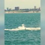 Lo spettacolo delle balene sulle coste argentine Lo spettacolo delle balene sulle coste argentine