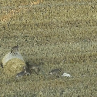 Branco di lupi 'adotta' un cucciolo di cane, il caso raro in Grecia – Video Branco di lupi 'adotta' un cucciolo di cane, il caso raro in Grecia – Video