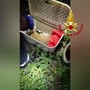 Il salvataggio del cucciolo di daino, la mamma lo aveva smarrito