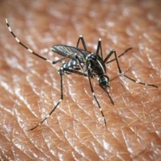 West Nile a Oristano, morta un'altra persona: è la quarta vittima del virus nella provincia West Nile a Oristano, morta un'altra persona: è la quarta vittima del virus nella provincia
