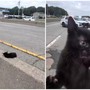 "C'è un gatto in autostrada", l'operazione di salvataggio (riuscita) a New York