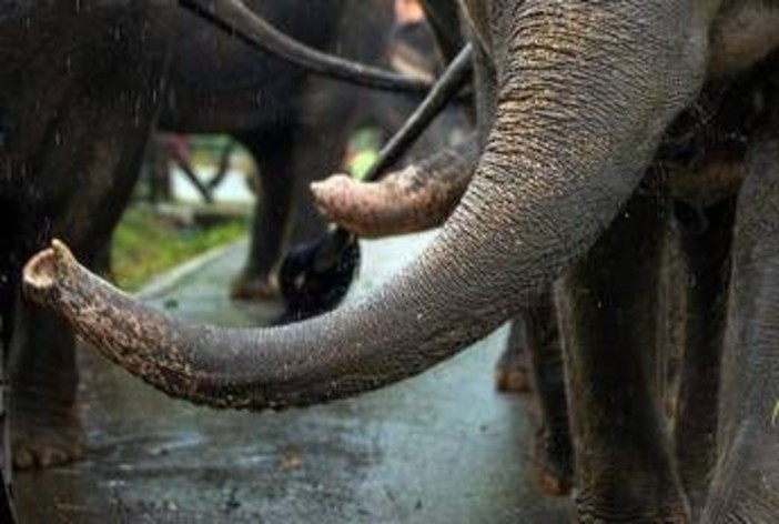 India, elefante dipinto di rosa muore 5 mesi dopo: gogna social per la fotografa russa