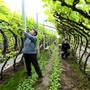 Cina, nuove misure per modernizzare la produzione agricola