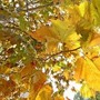 Equinozio di autunno 2026, quando arriva? L'estate ha le ore contate
