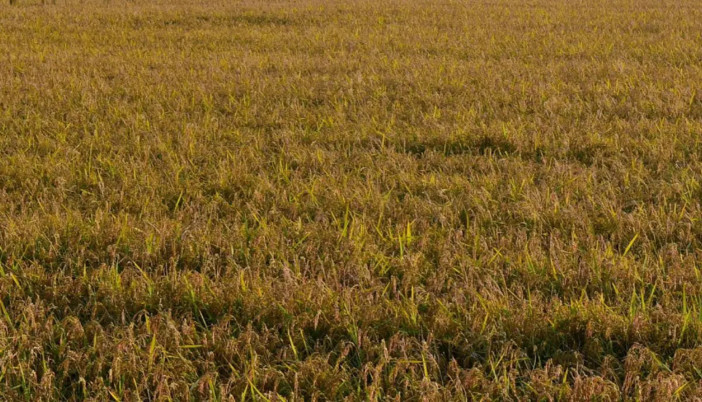 Agricoltura, Assofertilizzanti “Da stop urea rischio perdite fino a 45%” Agricoltura, Assofertilizzanti “Da stop urea rischio perdite fino a 45%”