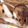 Hantavirus, il punto sul virus Andes: cosa sappiamo e cosa fare