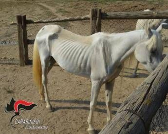 Asti, 12 cavalli denutriti salvati da allevamento e trasferiti nel varesotto Asti, 12 cavalli denutriti salvati da allevamento e trasferiti nel varesotto