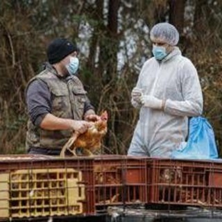 Aviaria, negli Usa primo caso umano al mondo di virus H5N5: morto il paziente infettato