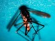 Estate, allarme zanzare: "Con caldo ciclo più rapido e rischio Dengue-West Nile"