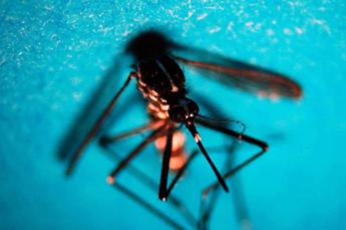 West Nile, primo caso di infezione in Veneto
