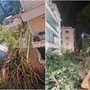 Roma, pino secolare cade su un palazzo in zona Salaria: residenti bloccati Roma, pino secolare cade su un palazzo in zona Salaria: residenti bloccati