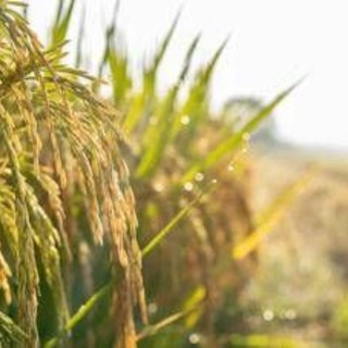 Agricoltura: Ismea, prorogato al 15 dicembre termine domande al Fondo Inail da 10 mln per trattori Agricoltura: Ismea, prorogato al 15 dicembre termine domande al Fondo Inail da 10 mln per trattori