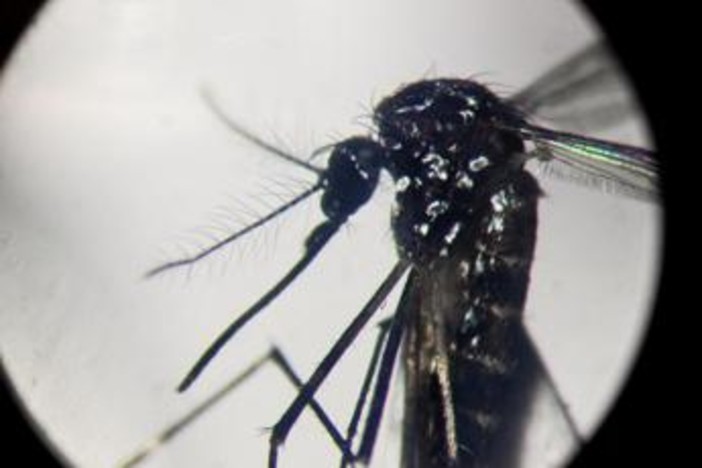 Dengue, in focolai in Italia prevale trasmissione a breve distanza: entro 400 metri Dengue, in focolai in Italia prevale trasmissione a breve distanza: entro 400 metri
