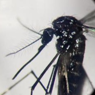 Dengue, in focolai in Italia prevale trasmissione a breve distanza: entro 400 metri