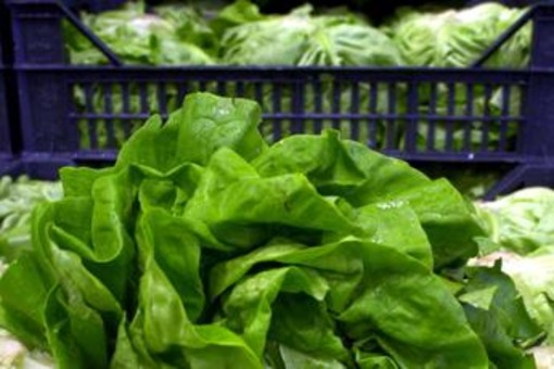 Giallo sull'epidemia di ciclosporiasi negli Usa, Fda: "Test su lattuga falso positivo"