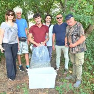 Gruppo Cap, 2.500 alborelle cresciute nel depuratore di Canegrate tornano nei fiumi lombardi Gruppo Cap, 2.500 alborelle cresciute nel depuratore di Canegrate tornano nei fiumi lombardi