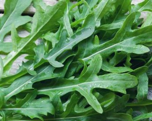 Dalla rucola un aiuto contro obesità e glicemia alta, lo studio Dalla rucola un aiuto contro obesità e glicemia alta, lo studio