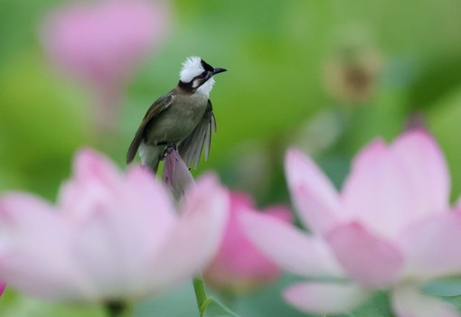 Cina, stretta sulla caccia illegale agli uccelli e i reati contro fauna selvatica Cina, stretta sulla caccia illegale agli uccelli e i reati contro fauna selvatica