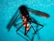West Nile, primo caso di infezione in Veneto