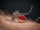 Da Dengue a West Nile, in Italia 40 specie di zanzare: ecco come difendersi Da Dengue a West Nile, in Italia 40 specie di zanzare: ecco come difendersi