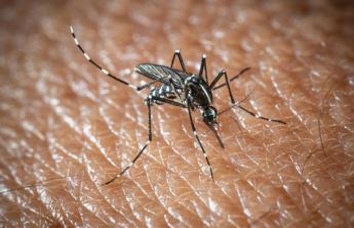 West Nile a Oristano, morta un'altra persona: è la quarta vittima del virus nella provincia