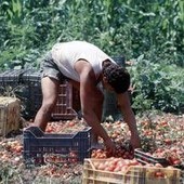 Crisi nei campi, lavoratori agricoli sempre più anziani e 1 su 2 è straniero