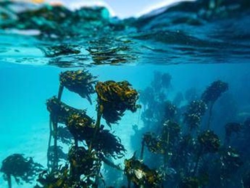 In Alaska un 15enne sopravvive due giorni in mare aggrappato a barca capovolta: morto il fratello In Alaska un 15enne sopravvive due giorni in mare aggrappato a barca capovolta: morto il fratello