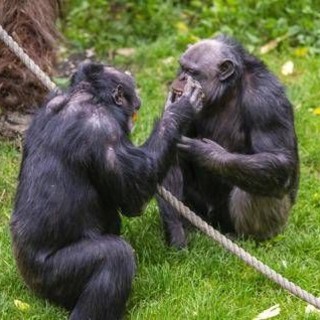 Scimpanzé in guerra, cuccioli strappati alle madri: il caso in Uganda Scimpanzé in guerra, cuccioli strappati alle madri: il caso in Uganda
