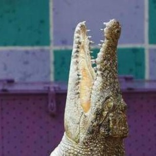 Palermo, in valigia una testa di coccodrillo: denunciato passeggero in aeroporto Palermo, in valigia una testa di coccodrillo: denunciato passeggero in aeroporto