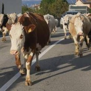 Mucche in strada, tre feriti e 7 bovini morti in scontro nell'Avellinese﻿
