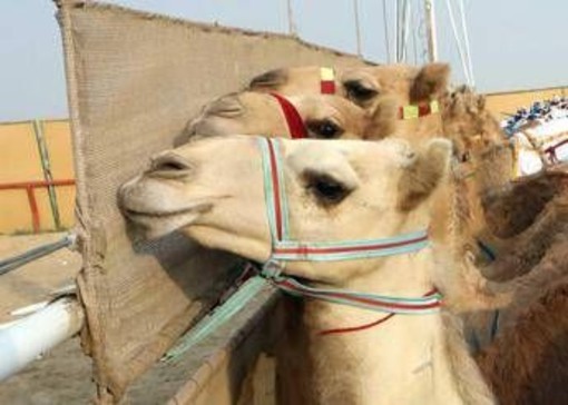 Ritocchini col botox, 20 cammelli squalificati dal concorso di bellezza Ritocchini col botox, 20 cammelli squalificati dal concorso di bellezza