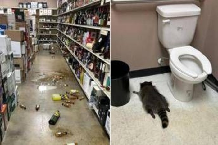 Il ladro di liquori è un procione, si ubriaca in negozio e sviene